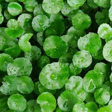 Chá Centella Asiatica Amazonia Brasil 34g