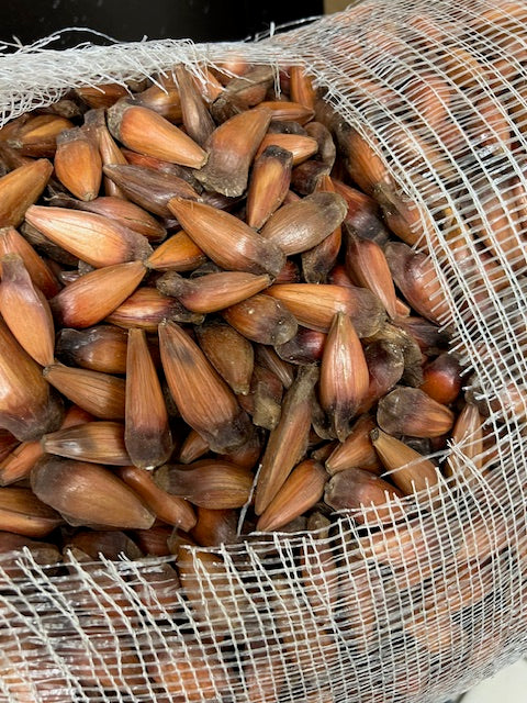 Pinhao na Casca - Natural 1 lb